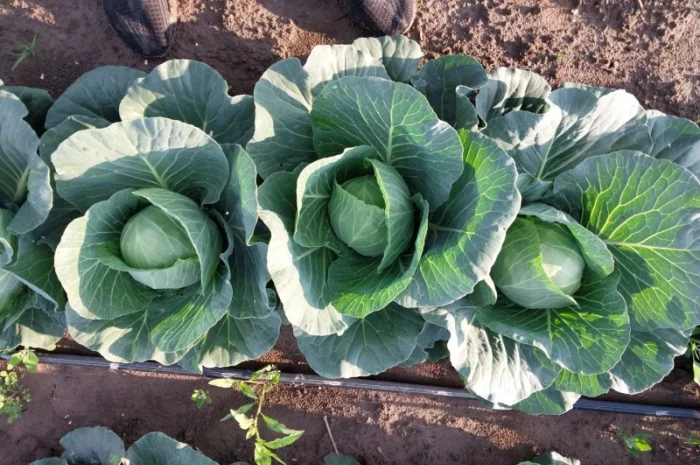 Капуста сорту Сунта на продажу- фото № 8