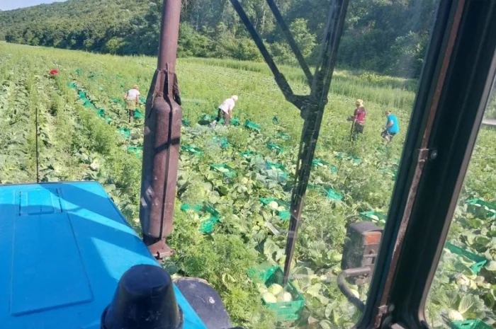 Капуста хорошего качества на продажу- фото № 1