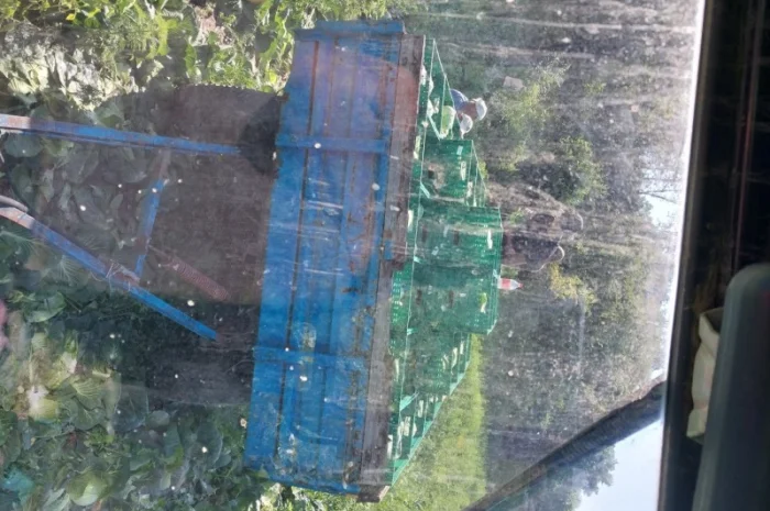 Капуста хорошего качества на продажу- фото № 2