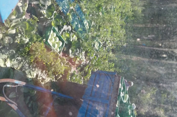 Капуста хорошего качества на продажу- фото № 3