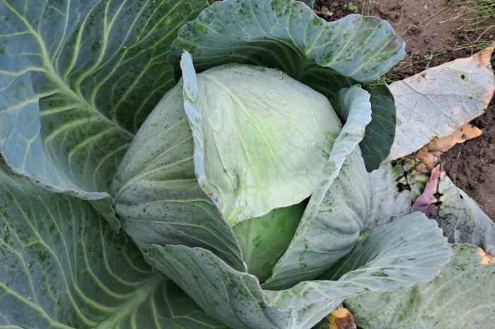 Капуста сорту "Агресор" на продаж- фото № 1