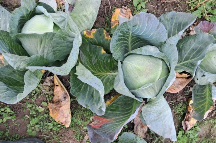 Капуста сорту "Агресор" на продаж- фото № 2