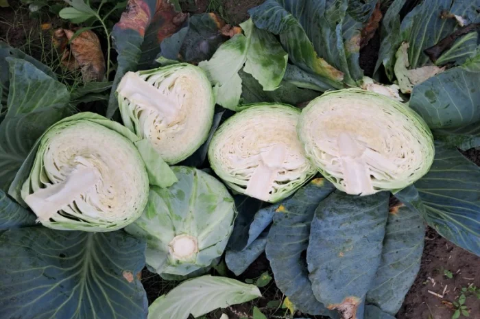 Капуста сорту "Агресор" на продаж- фото № 4