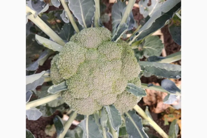 Продаю Пекінську капусту в с. Перебиківці- фото № 7