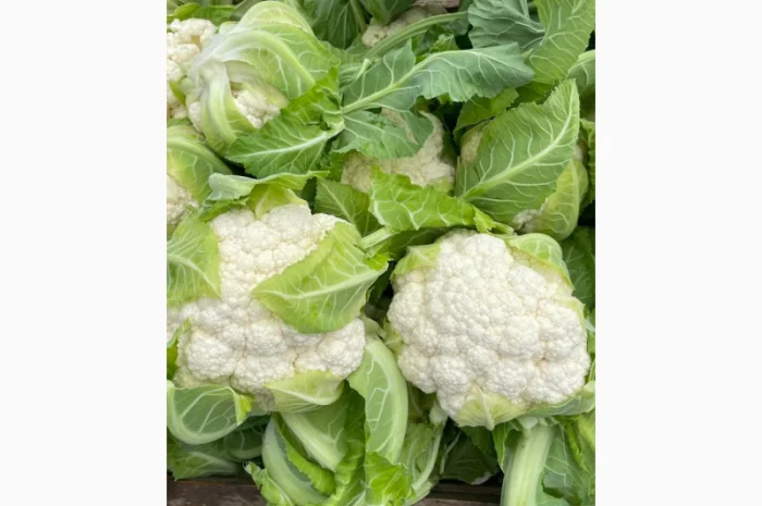 Продаю Пекінську капусту в с. Перебиківці- фото № 8