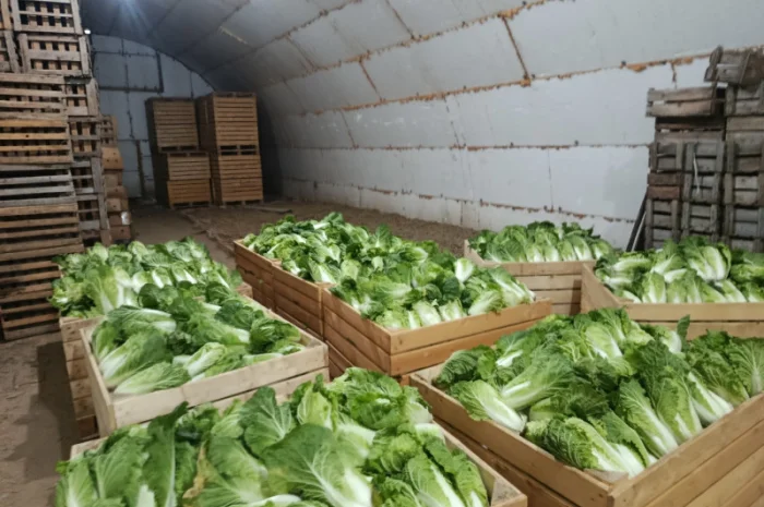 Продаю Пекінську капусту в с. Перебиківці- фото № 9