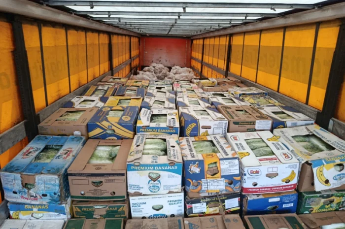 Продаю Пекінську капусту в с. Перебиківці- фото № 10