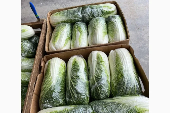 Продаю Пекінську капусту в с. Перебиківці- фото № 1