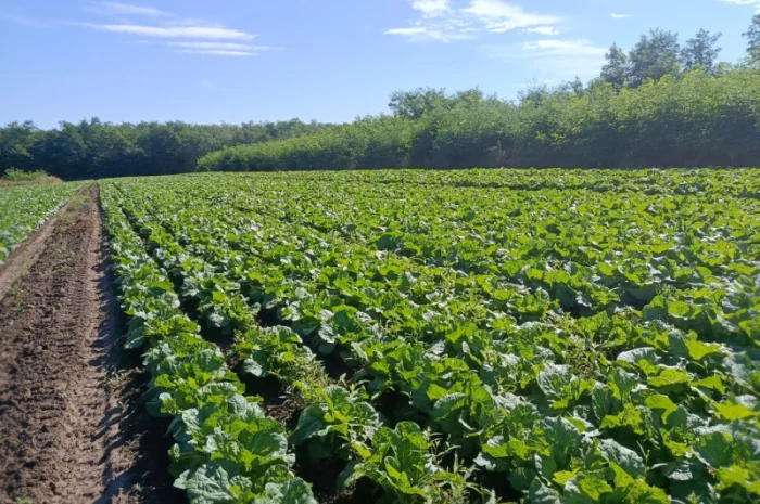 Продаю Пекінську капусту в с. Перебиківці- фото № 2