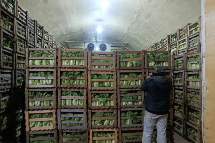 Продаю Пекінську капусту в с. Перебиківці- фото № 3