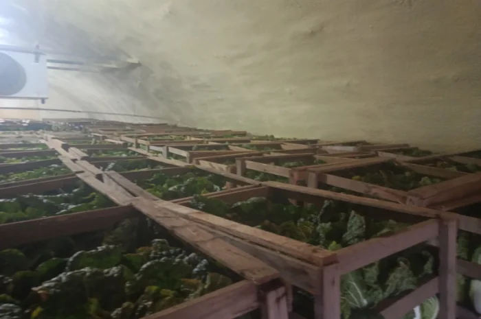 Продаю Пекінську капусту в с. Перебиківці- фото № 4