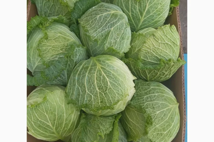 Продаю Пекінську капусту в с. Перебиківці- фото № 6