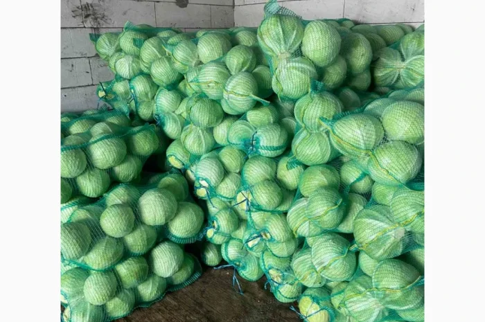 Капуста Сторідор на продажу- фото № 1