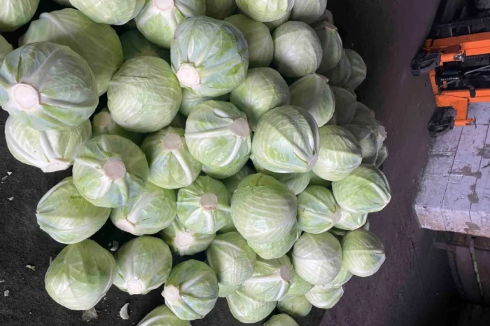 Капуста Сторідор на продажу- фото № 2