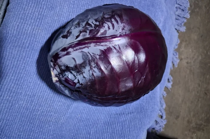 Продаю червону капусту- фото № 1