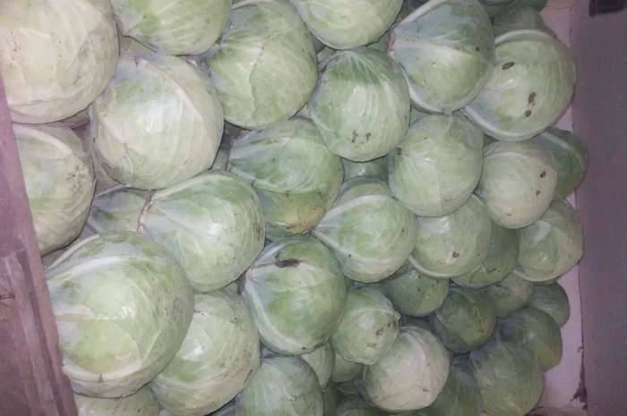 Капуста сорт саксесор F1, продікус F1 на продажу в Білопіллі- фото № 1