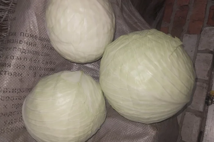 Капуста сорт саксесор F1, продікус F1 на продажу в Білопіллі- фото № 2