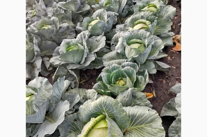 Капуста сорту Агрессор на продаж- фото № 1