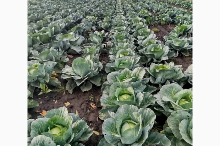 Капуста сорту Агрессор на продаж- фото № 2