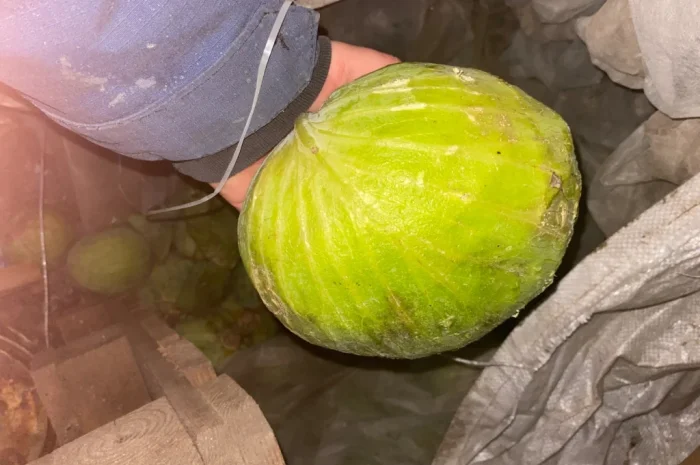 Капуста Центуріон на переробку- фото № 1