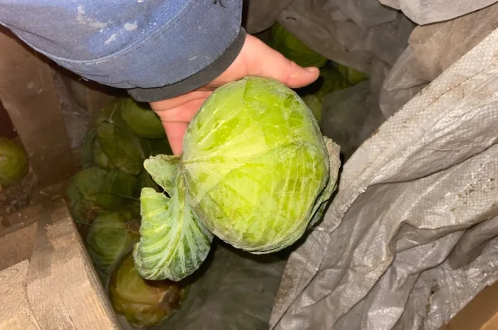 Капуста Центуріон на переробку- фото № 2