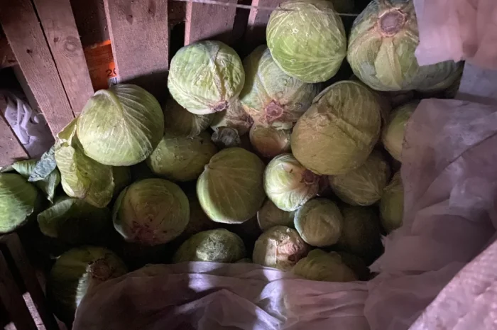 Капуста Центуріон на переработку- фото № 6