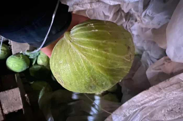 Капуста Центуріон на переробку- фото № 5