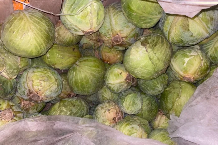 Капуста Центуріон на переробку- фото № 6