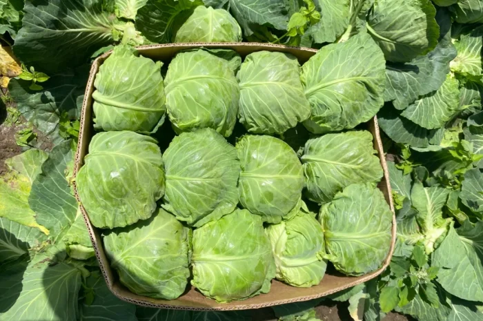 Продаж капусти пізніх сортів- фото № 2