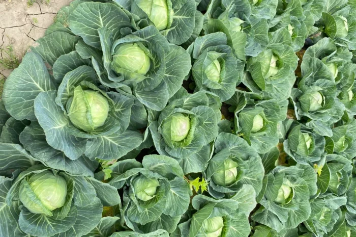 Продаж капусти пізніх сортів- фото № 5