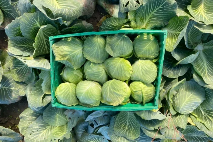 Продаж капусти пізніх сортів- фото № 6