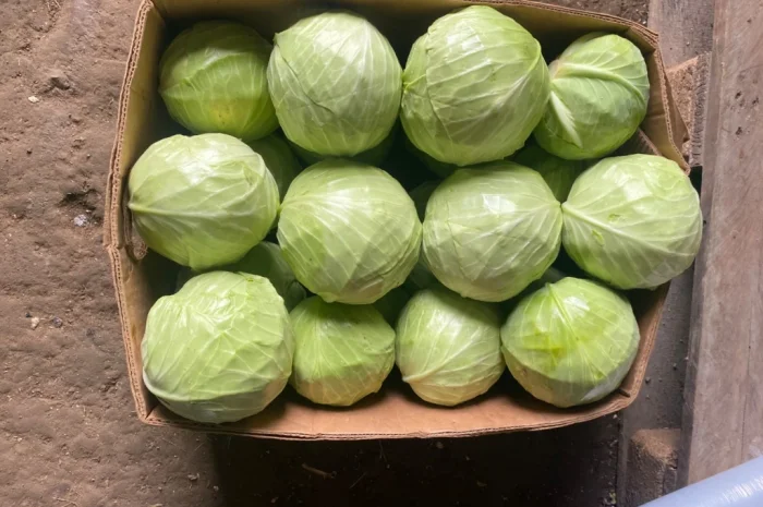 Продаж капусти пізніх сортів- фото № 7