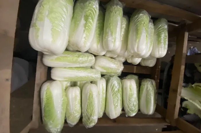 Пекінська капуста оптом- фото № 3