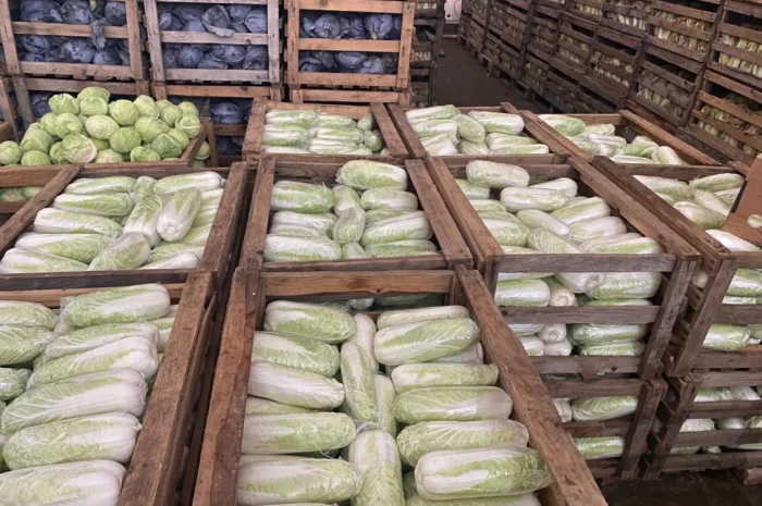 Пекінська капуста оптом- фото № 4