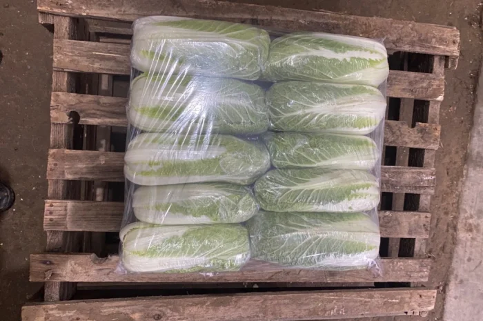 Пекінська капуста оптом- фото № 5