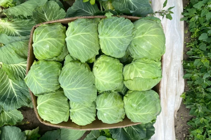 Пекінська капуста оптом- фото № 8