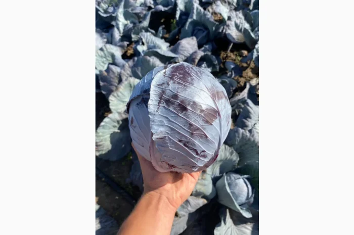 Пекінська капуста оптом- фото № 10