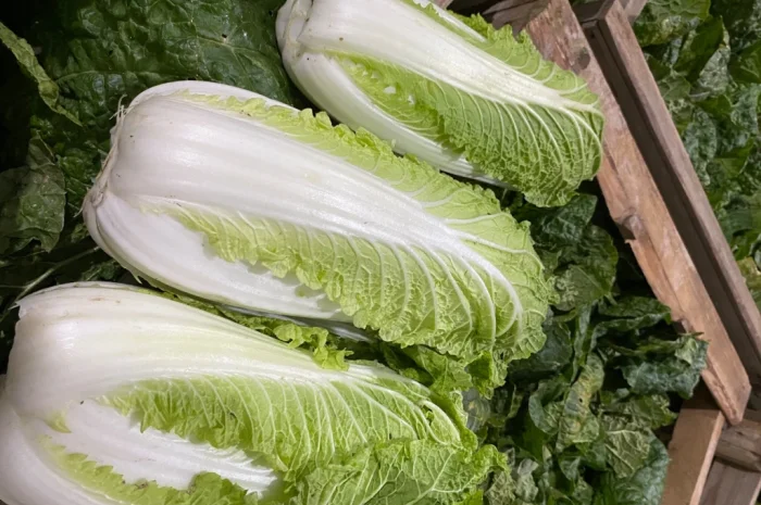 Пекінська капуста оптом- фото № 11