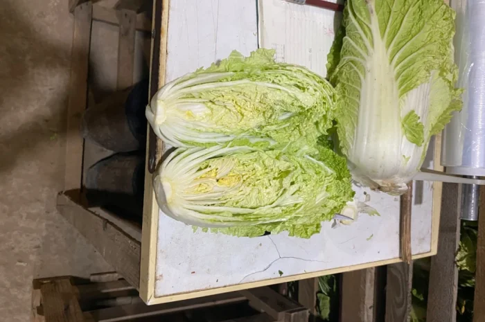 Пекінська капуста оптом- фото № 1