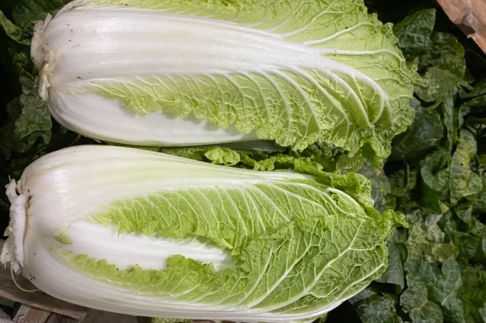 Пекінська капуста оптом- фото № 2