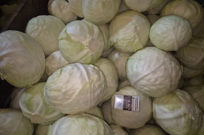 Капуста Саксесор, ідеальна якість- фото № 1