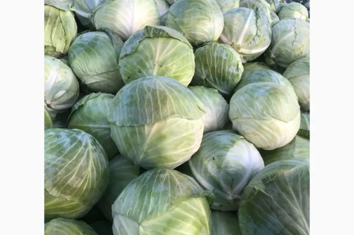 Капуста пізніх сортів на продаж- фото № 2