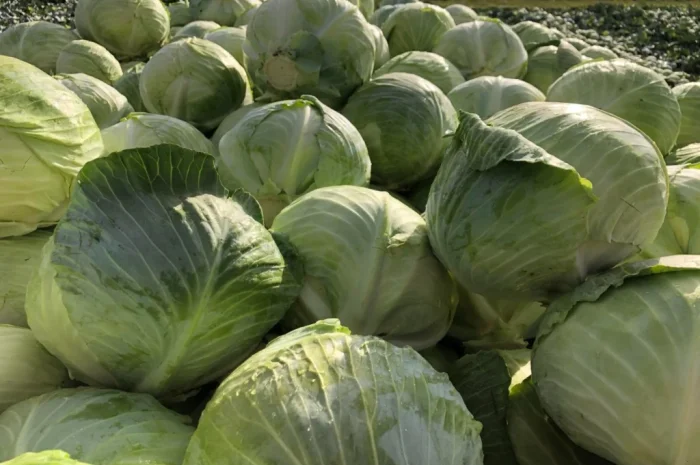 Капуста пізніх сортів на продаж- фото № 3