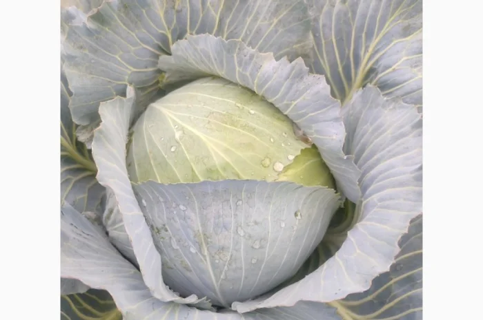 Капуста пізніх сортів, чиста, без шкідників- фото № 1