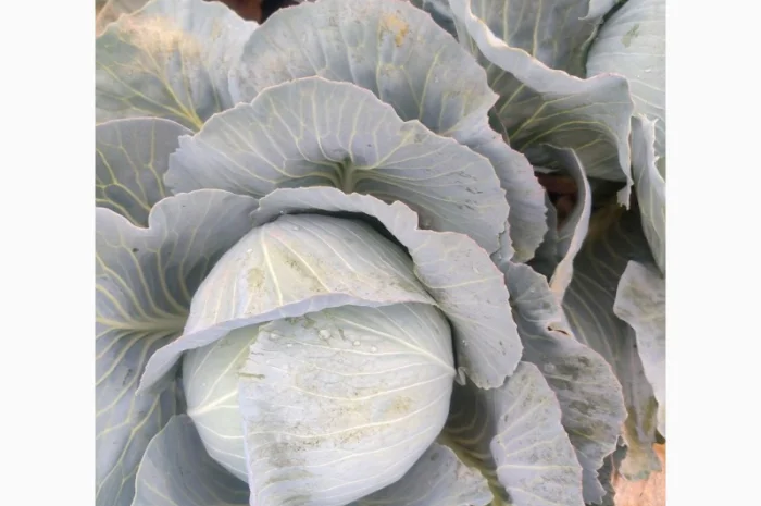 Капуста пізніх сортів, чиста, без шкідників- фото № 2