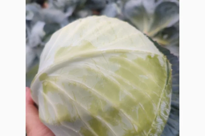 Капуста пізніх сортів, чиста, без шкідників- фото № 3