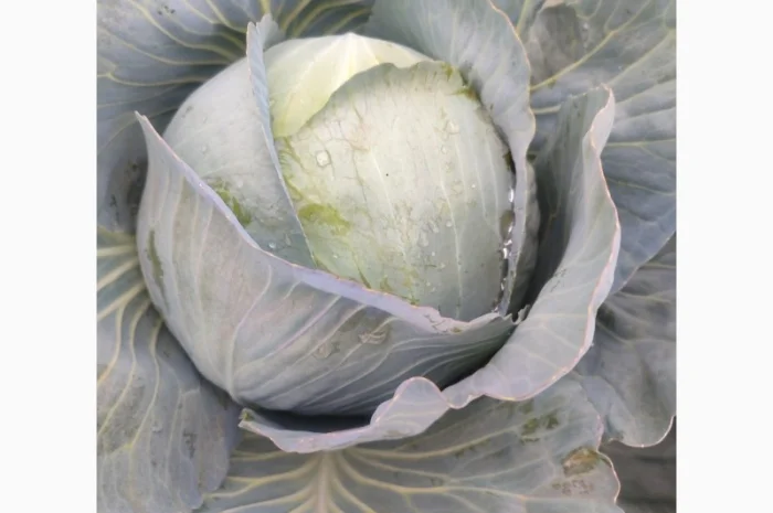 Капуста білокачанна на продажу- фото № 1