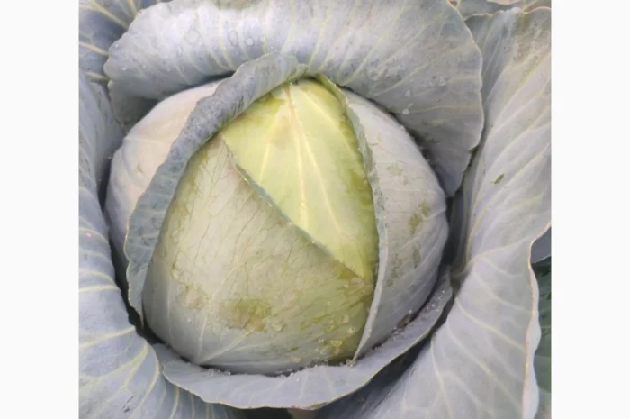 Капуста білокачанна на продажу- фото № 2