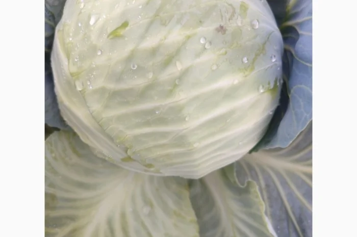 Капуста білокачанна на продажу- фото № 3