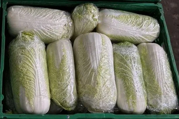 Пекінська капуста відмінної якості- фото № 1